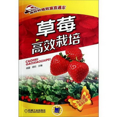 草莓高效栽培