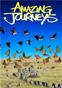 藍光電影 BD25 奇異的旅程 1999 豆瓣8.3 經典動物紀錄片